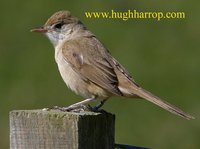 Thick-billed Warbler