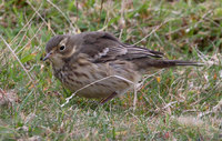 Buff-bellied Pipit Photograph by Mark Breaks