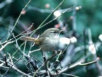 ウグイス Japanese Bush-Warbler Cettia diphone