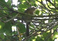 ミソサザイモドキ Wrentit Chamaea fasciata