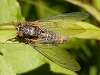 Cicadetta montana