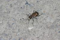 Cicindela hybrida - Northern Dune Tiger Beetle