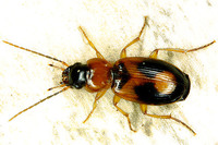 Badister bullatus
