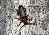 Tetropium castaneum var. fulcratum