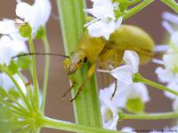 Cteniopus sulphureus