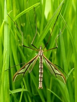 Pedicia rivosa