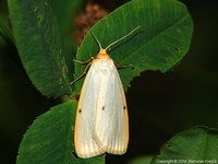 Cybosia mesomella - Four-dotted Footman