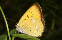 Lycaena virgaureae - Scarce Copper