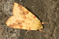 Xanthia icteritia - The Sallow
