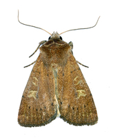 Xestia xanthographa - Square-spot Rustic