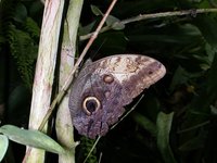 Caligo memnon