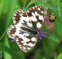 Melanargia galathea - Marbled White