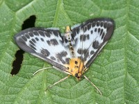 Eurrhypara hortulata - Small Magpie