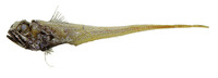 Hymenocephalus italicus, Glasshead grenadier: fisheries