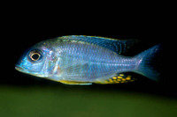 Nyassachromis microcephalus, : aquarium