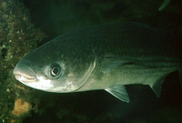 Chelon labrosus, Thicklip grey mullet: fisheries, gamefish, aquarium