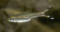 Rasbora trilineata, Three-lined rasbora: aquarium