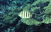 Abudefduf bengalensis, Bengal sergeant: fisheries