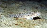 Gobius geniporus, Slender goby: