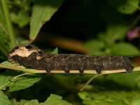 Deilephila porcellus - Small Elephant Hawk-moth