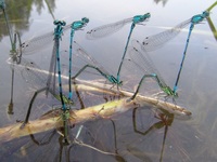 Coenagrion puella - Azure Damselfly