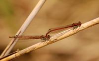 Pyrrhosoma nymphula - Large Red Damselfly