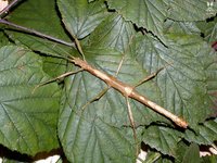 Lamponius guerini