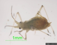 Aulacorthum solani - Foxglove Aphid