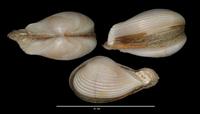 Corbula dautzenbergi