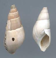 Fagotia sikorai