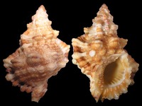 Tutufa rubeta