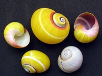 Polymita picta - Cuban Land Snail