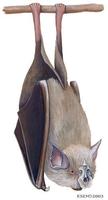 Image of: Rhinolophus ferrumequinum (greater horseshoe bat)