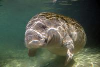 Image of: Trichechus manatus (West Indian manatee)