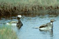 Clangula hyemalis - Long-tailed Duck