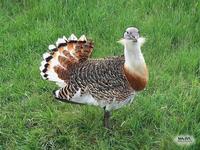 Otis tarda - Great Bustard