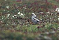 Plectrophenax hyperboreus - McKay's Bunting