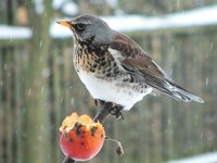 Turdus pilaris - Fieldfare