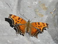 Image of: Polygonia progne (gray comma)
