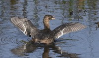 Tachybaptus ruficollis ruficollis