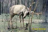 Cervus elaphus bactrianus