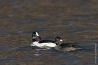 Image of: Bucephala albeola (bufflehead)