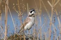 Image of: Eremophila alpestris (horned lark)