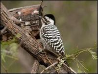 Image of: Picoides scalaris (ladder-backed woodpecker)