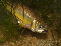 Phoxinus phoxinus - Common Minnow