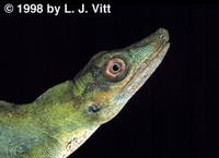 Image of: Anolis punctatus