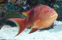 Variola louti - Lyre-tail cod