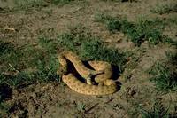 Crotalus viridis - Northern Pacific Rattlesnake