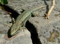 Podarcis muralis - Common Wall Lizard