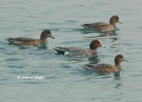 Eurasian Wigeon - Anas penelope